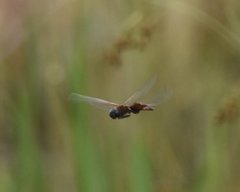 Tramea
