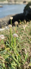 Allium ericetorum