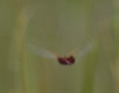 Tramea