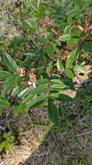 Rosa nitida