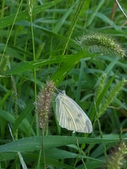 Pieris rapae