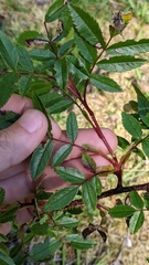 Rosa nitida