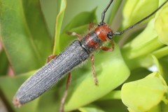 Oberea erythrocephala
