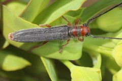 Oberea erythrocephala