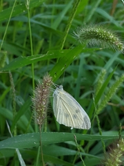 Pieris rapae