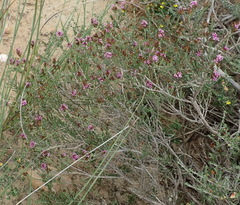 Stoebe rugulosa