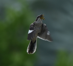 Lanius ludovicianus