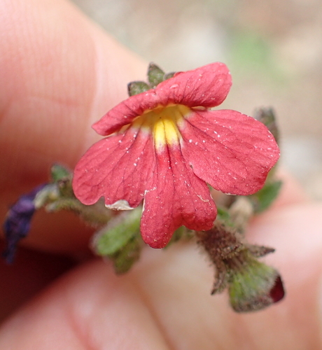 Image of Jamesbrittenia breviflora by no rights reserved