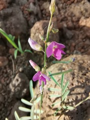 Tephrosia vicioides