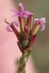 Stoebe rugulosa