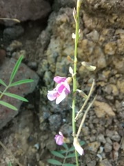 Tephrosia vicioides