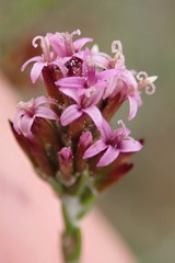 Stoebe rugulosa