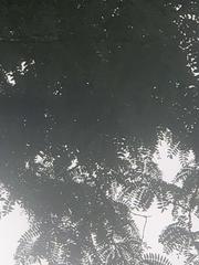 Gleditsia triacanthos