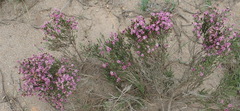 Stoebe rugulosa