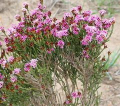 Stoebe rugulosa