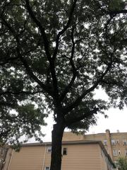 Gleditsia triacanthos