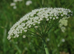 Selinum carvifolia