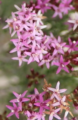 Stoebe rugulosa