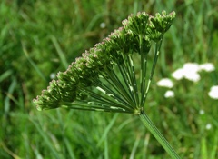 Selinum carvifolia