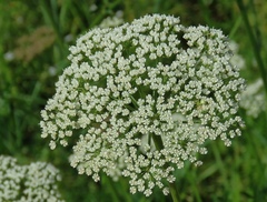Selinum carvifolia
