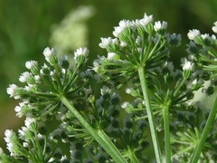 Selinum carvifolia