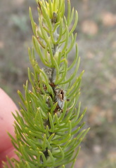 Aspalathus burchelliana