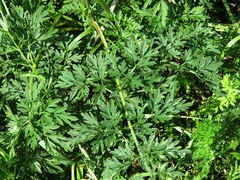 Selinum carvifolia