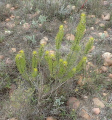 Aspalathus burchelliana