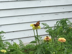 Danaus plexippus
