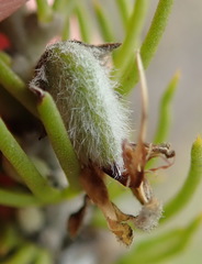 Aspalathus burchelliana