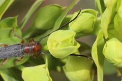 Oberea erythrocephala