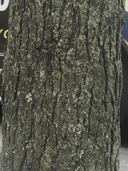 Gleditsia triacanthos