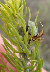 Aspalathus burchelliana