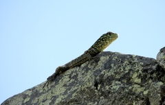 Stenocercus crassicaudatus