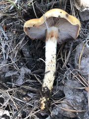 Cortinarius delibutus