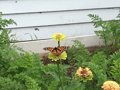 Danaus plexippus