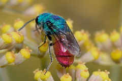 Chrysis inaequalis