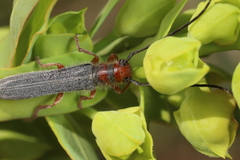 Oberea erythrocephala