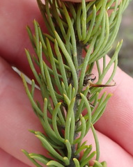 Aspalathus burchelliana