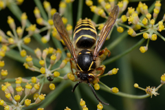 Dolichovespula media