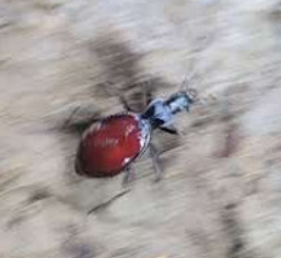 Narrow-collared Snail-eating Beetle