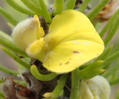 Aspalathus burchelliana