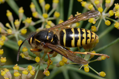 Dolichovespula media