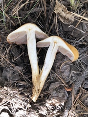 Cortinarius delibutus