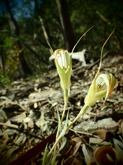 Pterostylis revoluta