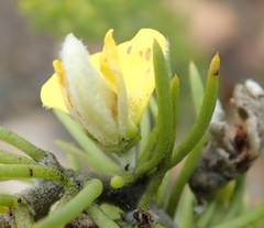 Aspalathus burchelliana