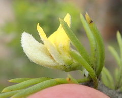 Aspalathus burchelliana