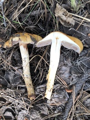 Cortinarius delibutus