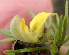 Aspalathus burchelliana