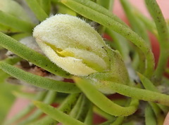 Aspalathus burchelliana